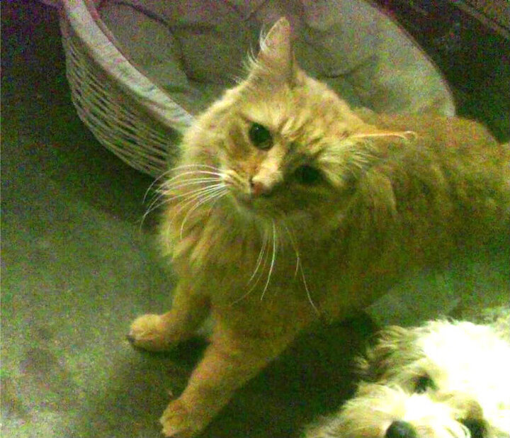 NBA球员防守专注力提升训练模型，nba注重防守的教练