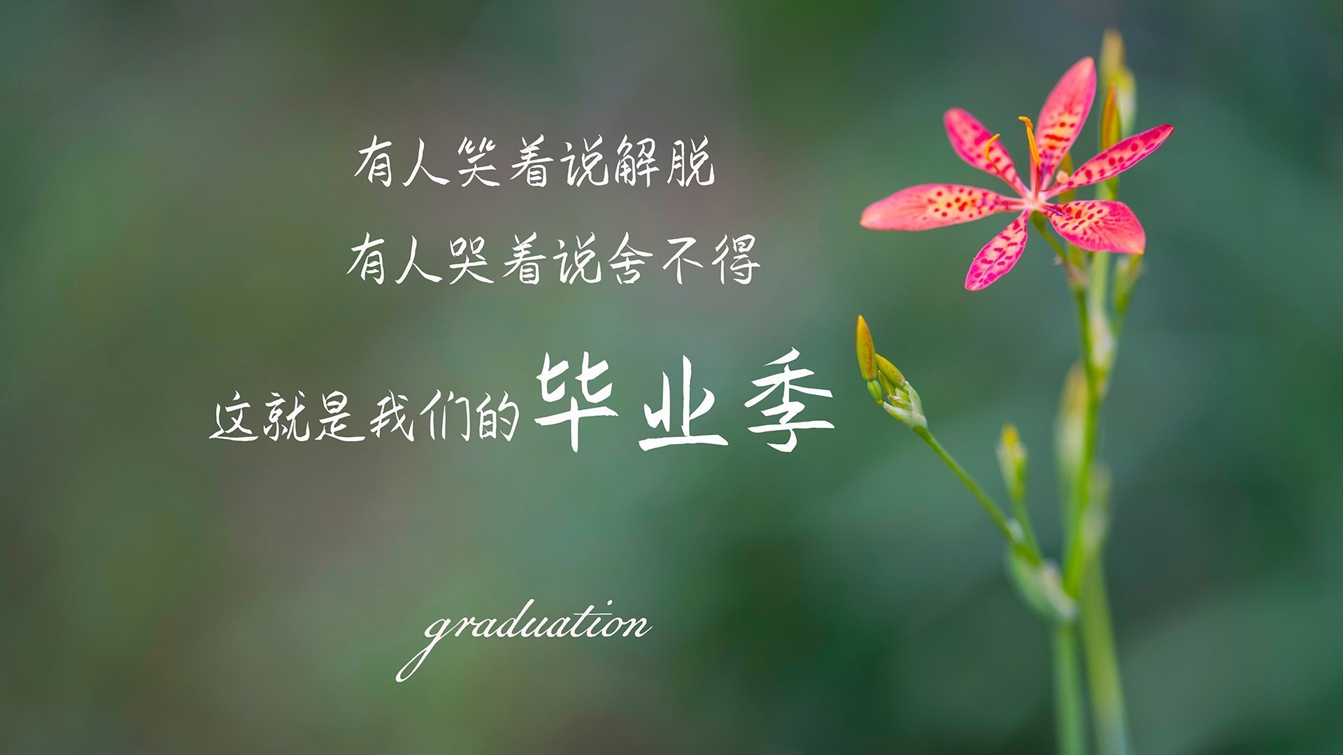 乐鱼体育平台app下载-袋鼠队主力球员：塔特 (Tate McDermott)，袋鼠体育品牌