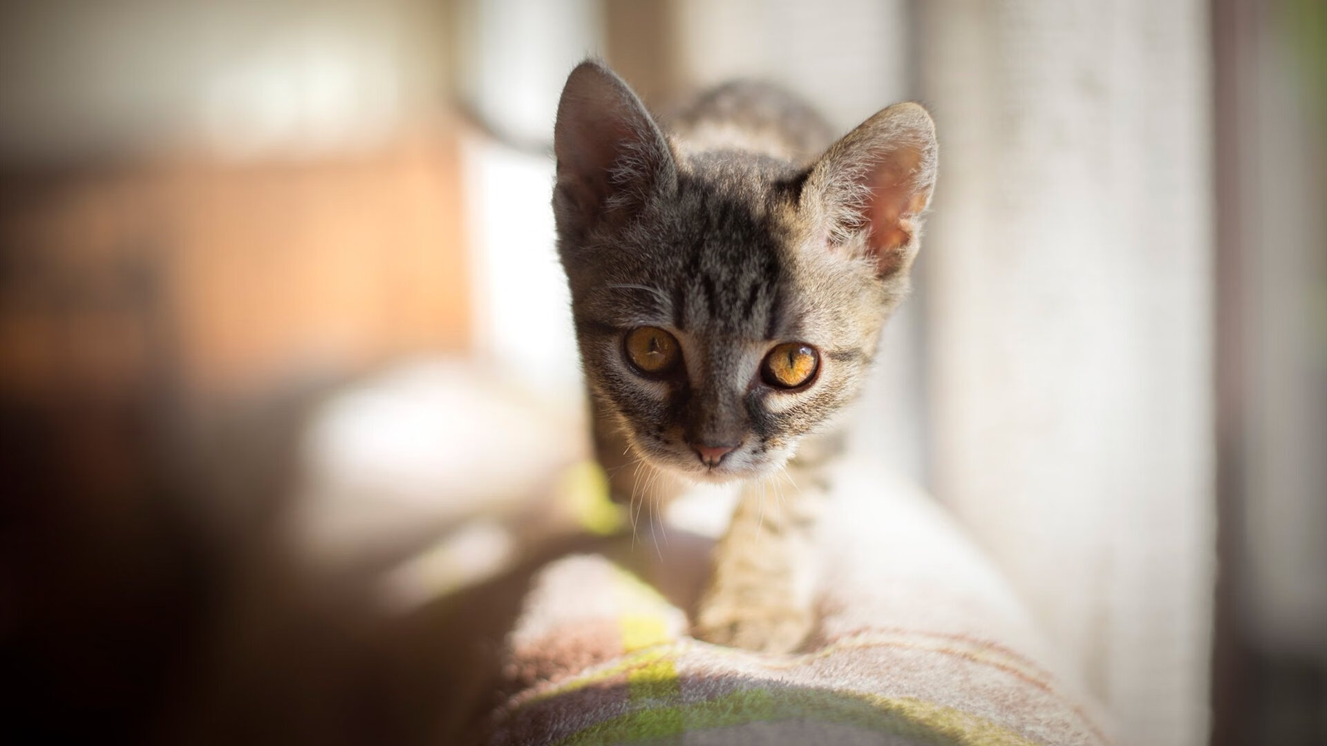 leyu乐鱼-博卡青年禁区内配合不足，博卡青年队